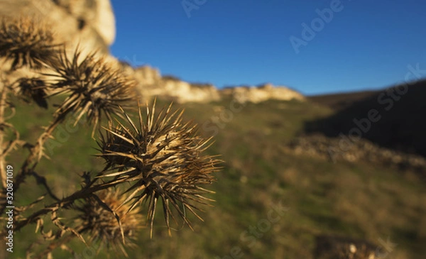Obraz cactus in desert