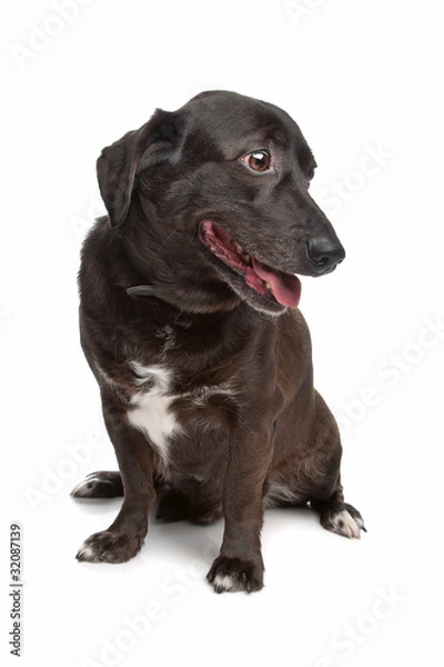 Obraz mixed breed dog