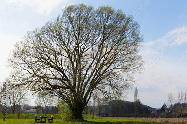 Fototapeta Tree in spring
