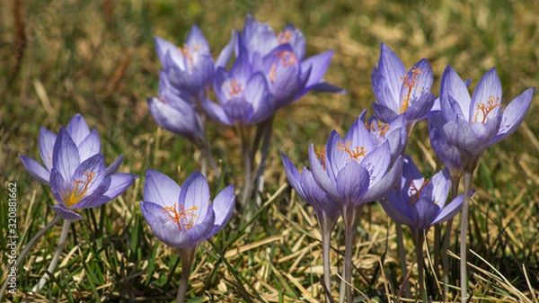 Obraz spring crocus flowers