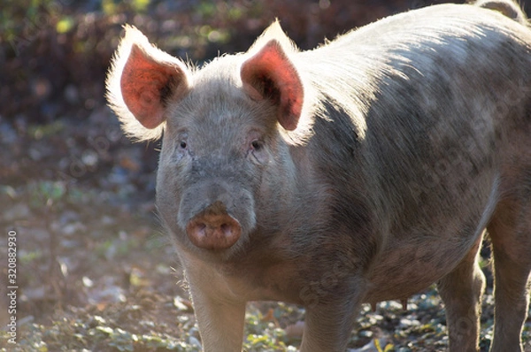 Obraz pig on farm