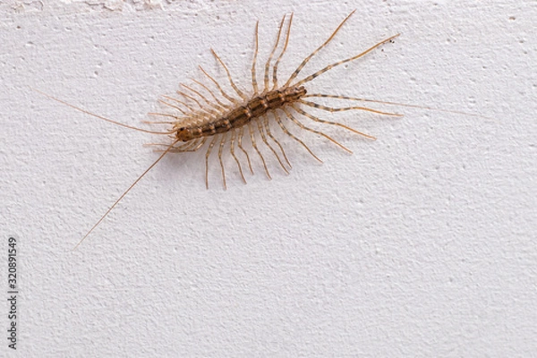 Fototapeta Centipede (Scutigera coleoptrata) on the wall.