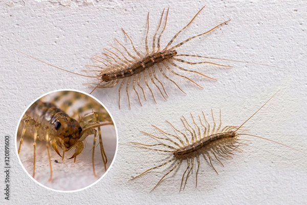 Fototapeta Centipedes (Scutigera coleoptrata) on the wall look in different directions. Portrait of insect, closeup.