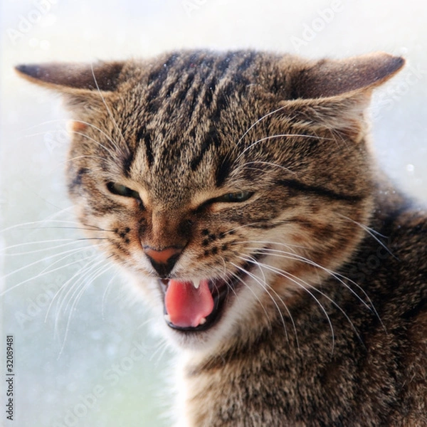 Obraz Hissing Cat face