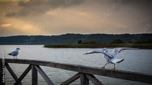 Obraz dove on the pier