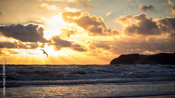 Obraz sunset over the ocean withe a bird