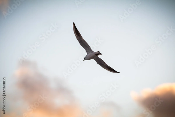Obraz seagull in flight