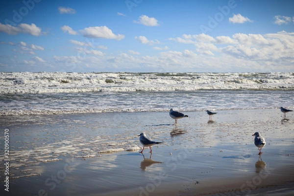 Obraz seagulls on the beach