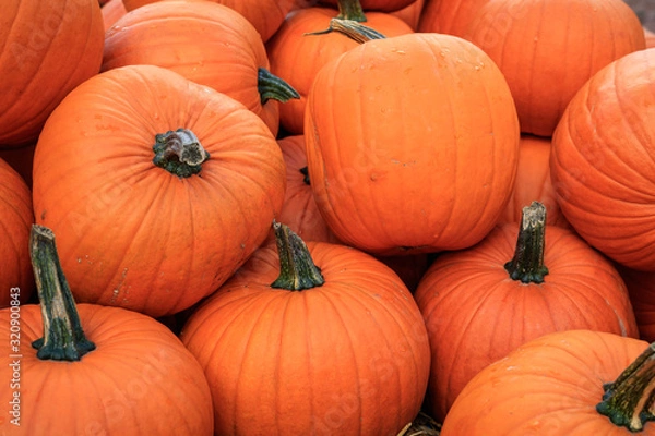 Obraz pumpkins on a market