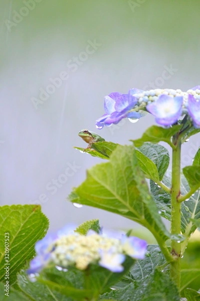 Obraz 雨の中、紫陽花の葉の上で佇むカエル