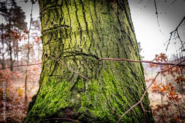Fototapeta Baum-Draht