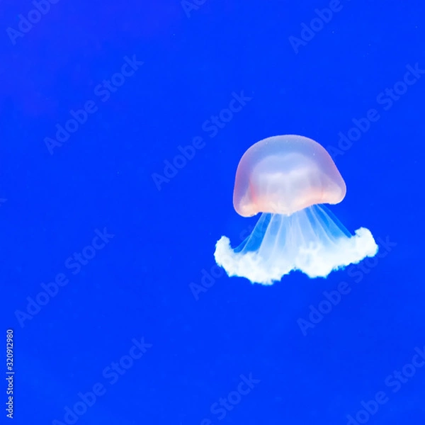 Obraz jellyfisch by swimming under the water
