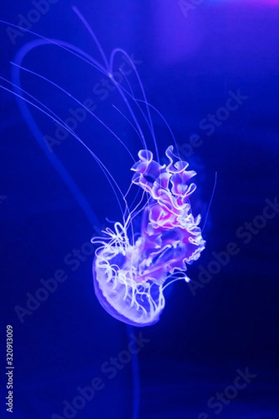 Obraz jellyfisch by swimming under the water