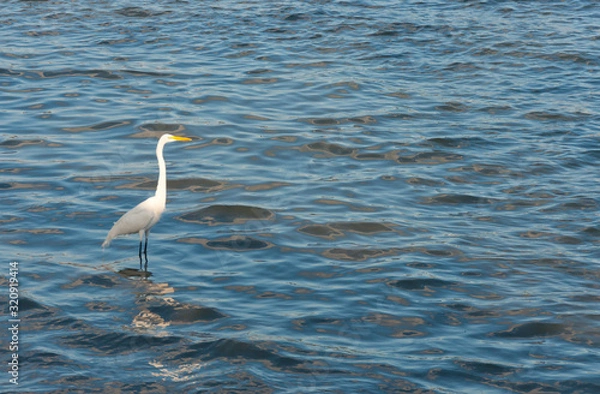 Obraz egret in water