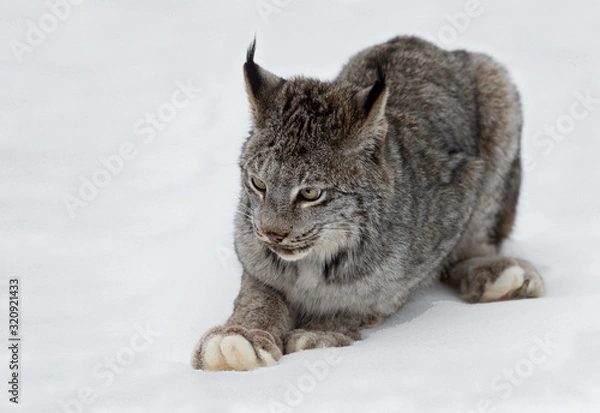 Fototapeta Canadian Lynx (Lynx canadensis) Sits in Snow Paw Out Ears Back Winter