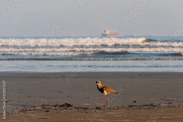 Obraz bird on beach