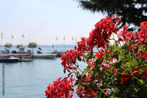 Obraz Blumen Gardasee Sommer