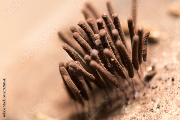 Fototapeta Macro photo with copyspace of a tiny brown fungus emerging from a fallen tree