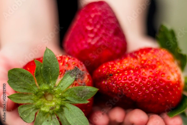 Obraz Strawberries closeup in hands