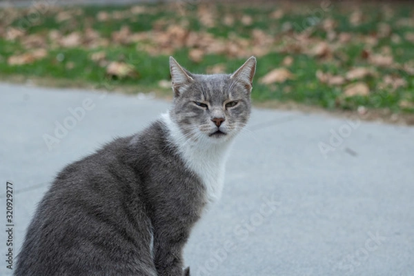 Fototapeta The cat is looking at the camera while walking on the pavement. It has white and gray patterns.