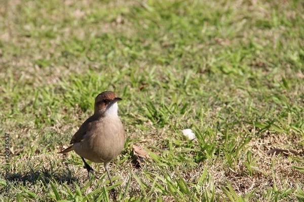 Fototapeta lintel bird