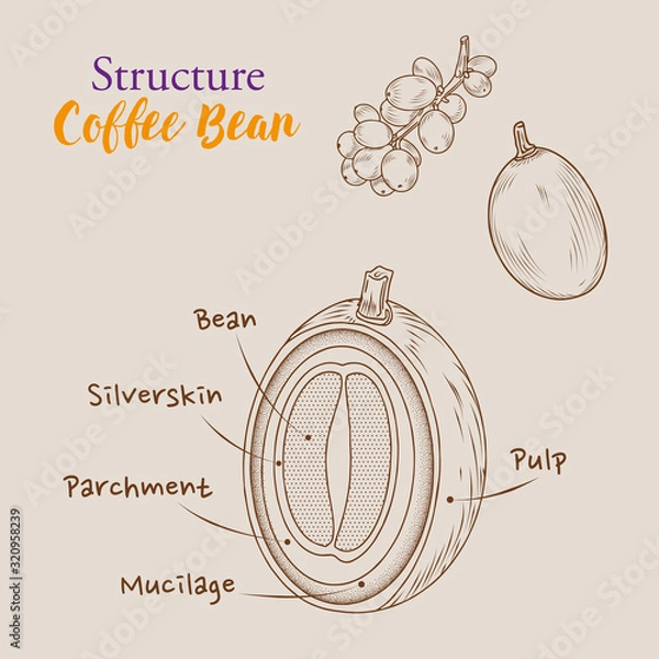 Obraz Hand Drawn outline coffee beans, the structure of coffee bean with vintage flat and engraved style, Isolated coffee bean.