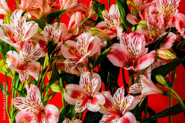 Obraz white alstroemeria flowers background