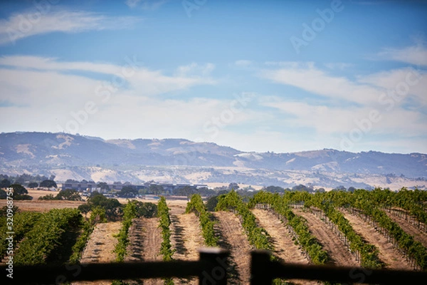 Obraz A view of a California Vineyard with mountains in the background 