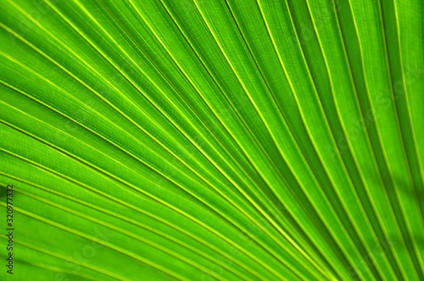 Obraz Textured palm tree leaves.