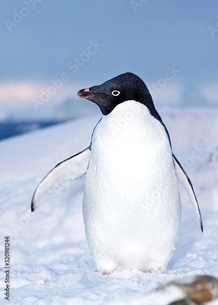 Obraz Adelie penguin who stands in the snow on the shore