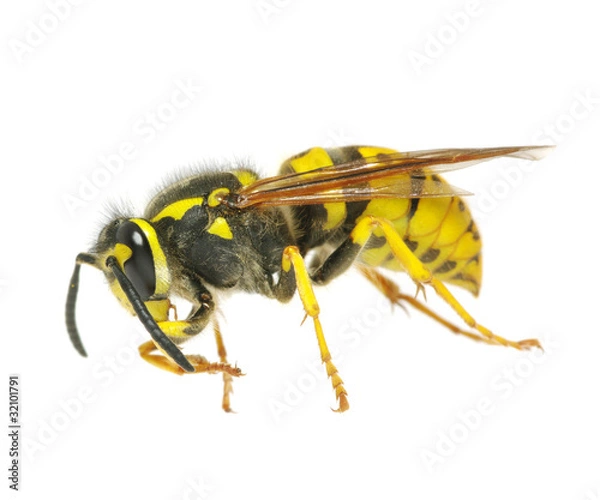 Fototapeta wasp