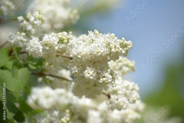 Fototapeta white lilac on a bush