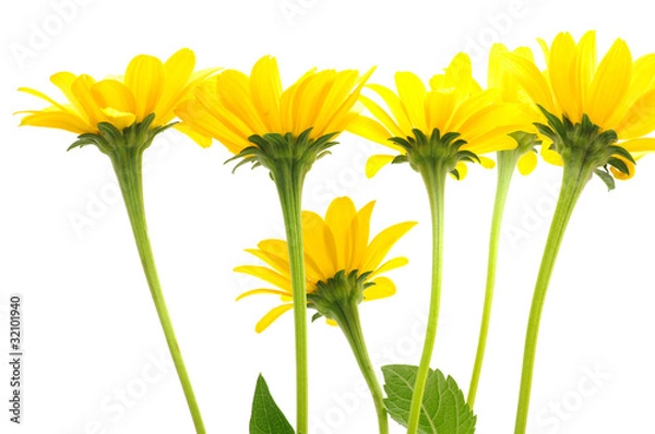 Fototapeta yellow daisy