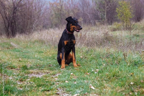 Fototapeta A young dog, a black Doberman puppy sits in a Park on green grass with a forest in the background