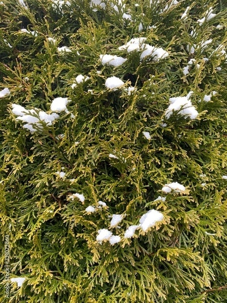 Fototapeta Snow on tree