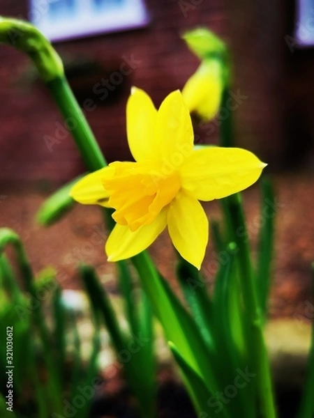 Obraz daffodils in garden