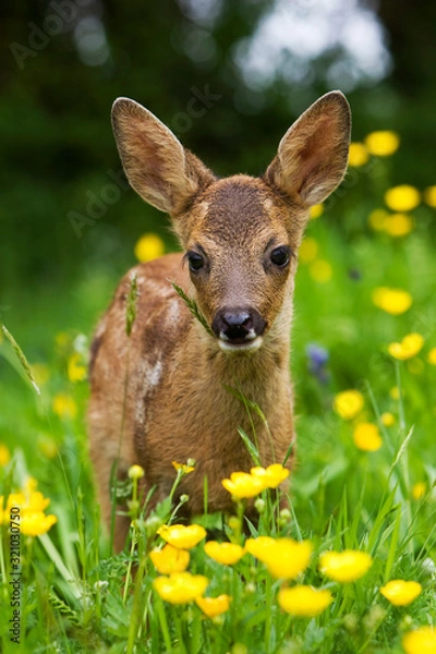 Obraz CHEVREUIL capreolus capreolus