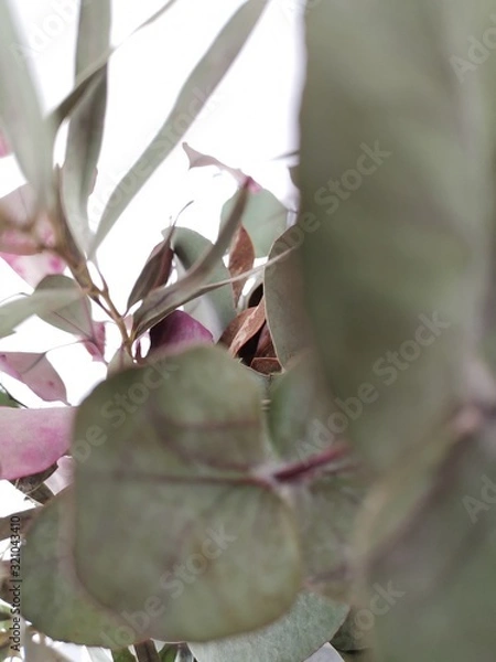 Obraz flower in garden