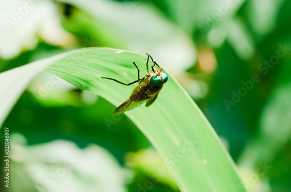 Obraz beetle on a leaf