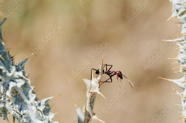 Obraz Ant on a flower