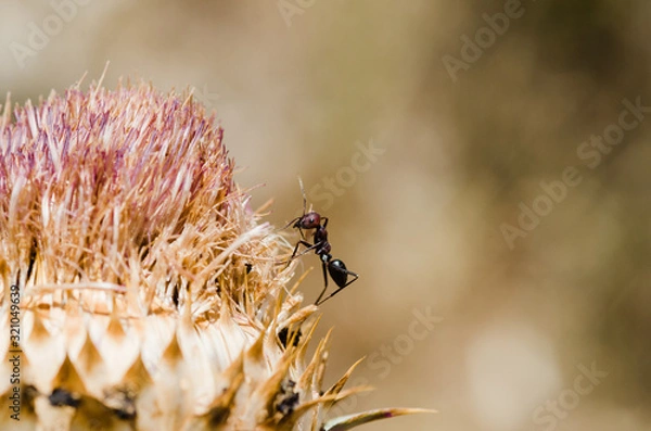 Fototapeta Ant on a flower