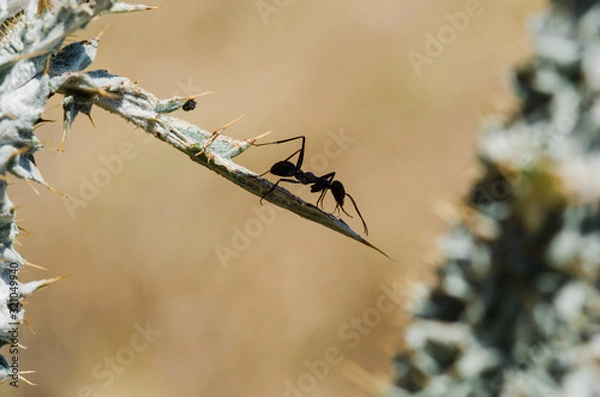 Fototapeta ant on a branch
