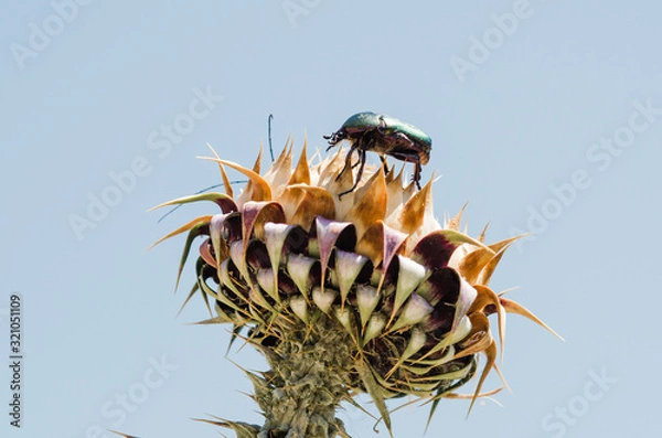 Obraz Red and black bug.