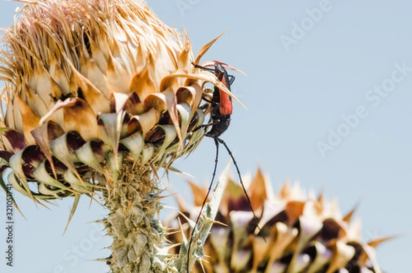 Fototapeta Red and black bug.