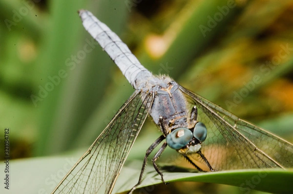 Obraz dragonfly on a branch