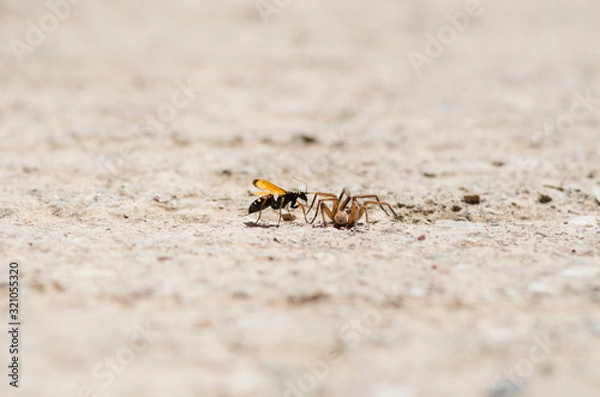 Obraz Ant and spider 