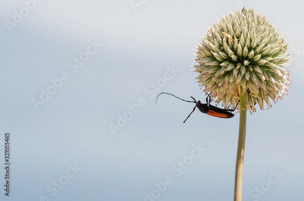 Obraz thistle on a blue background