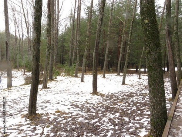 Obraz BOSQUE CON NIEVE