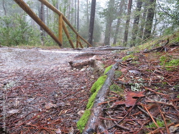 Obraz BAJADA NATURAL