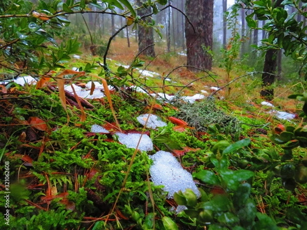 Obraz NIEVE SOBRE VERDE